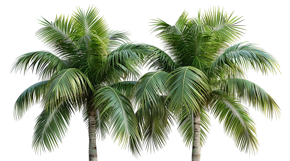 palmeras